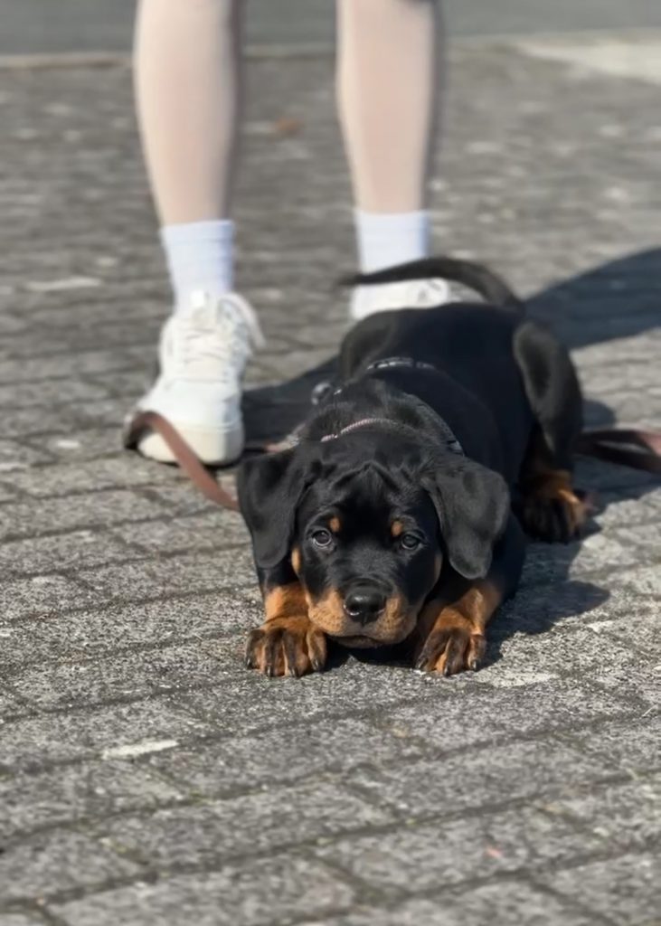 Welpenkurs,Welpengruppe,Welpe, Hundeschule