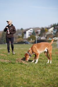 Freilauf, Orientierung